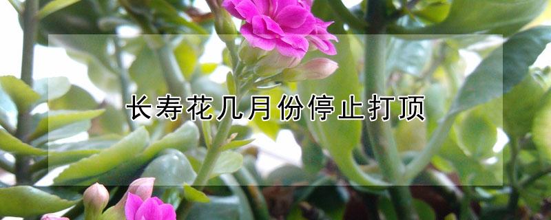 长寿花几月份停止打顶