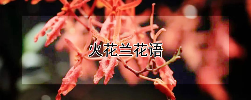 火花兰花语 火花兰花语及代表意义