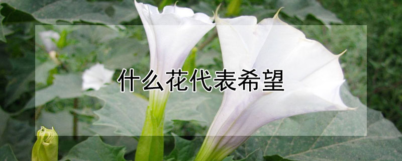 什么花代表希望