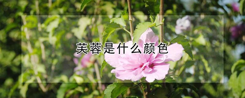 芙蓉是什么颜色