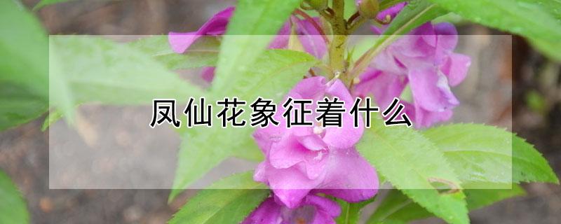 凤仙花象征着什么