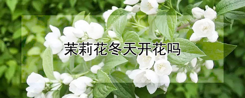 茉莉花冬天开花吗 茉莉花冬天开花吗?