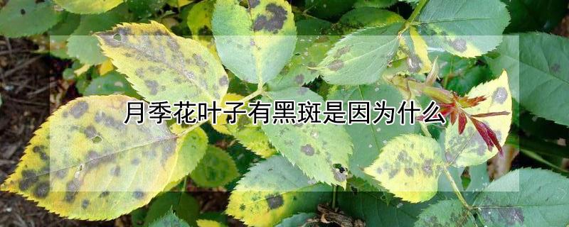 月季花叶子有黑斑是因为什么 月季花的叶子有黑斑