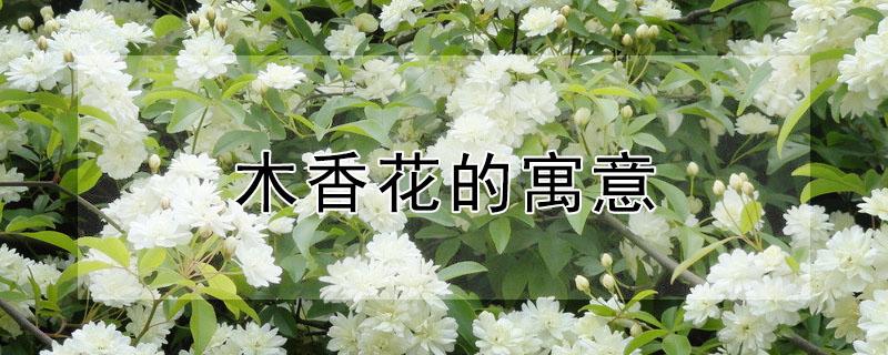 木香花的寓意