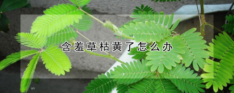 含羞草枯黄了怎么办 含羞草变黄了怎么办?