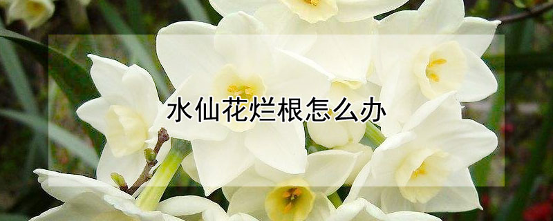 水仙花烂根怎么办 水培水仙花烂根怎么处理