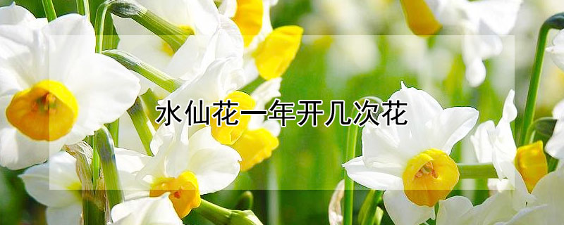 水仙花一年开几次花（水仙花每年都会开花吗）