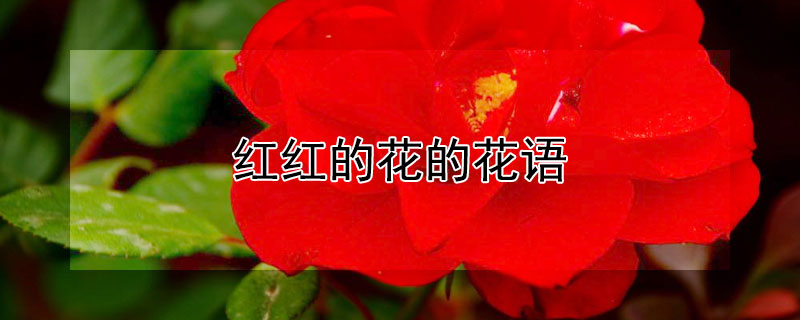 红红的花的花语（红花草的花语）