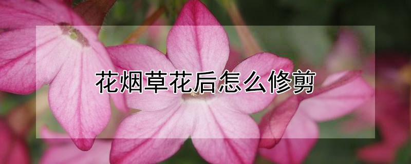 花烟草花后怎么修剪（烟草花怎么养）