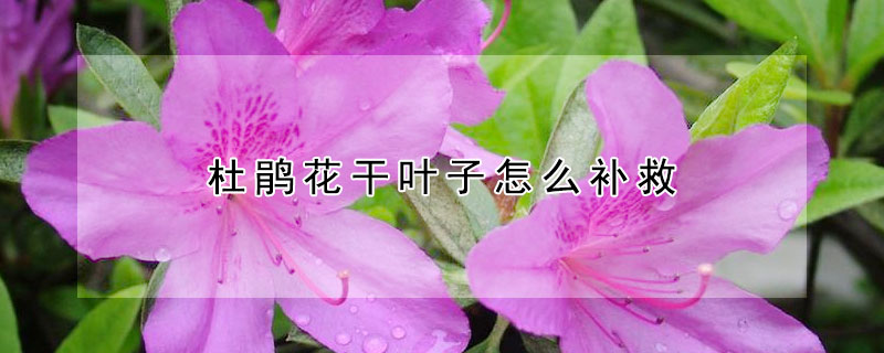 杜鹃花干叶子怎么补救（杜鹃花干叶子怎么办）