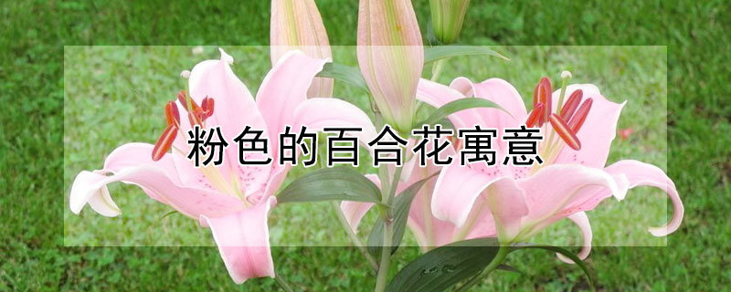 粉色的百合花寓意 粉色百合花象征什么意义