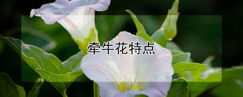 牵牛花特点（牵牛花的特点是什么）