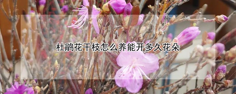 杜鹃花干枝怎么养能开多久花朵 干杜鹃花树枝多久开花