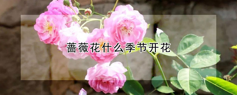 蔷薇花什么季节开花