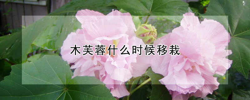 木芙蓉什么时候移栽