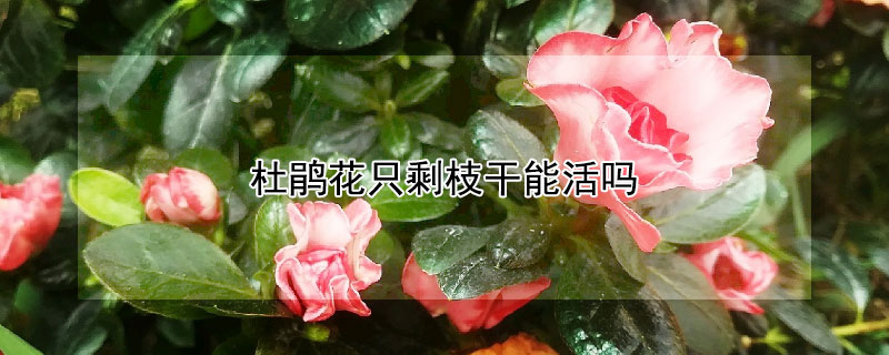 杜鹃花只剩枝干能活吗（杜鹃花干枝了还能活吗）