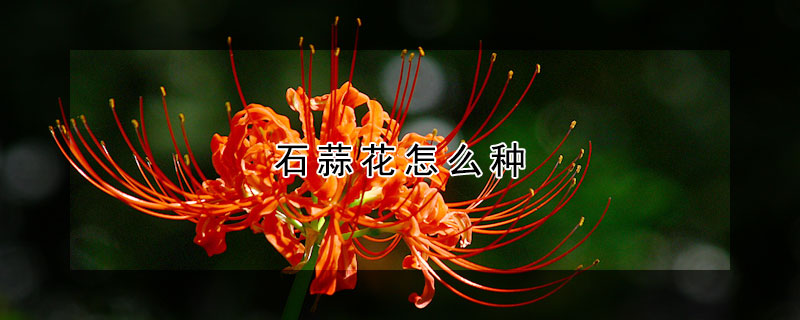 石蒜花怎么种