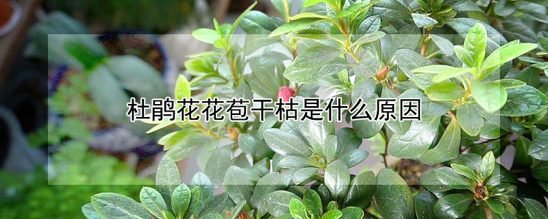 杜鹃花花苞干枯是什么原因（杜鹃花的花苞干枯）