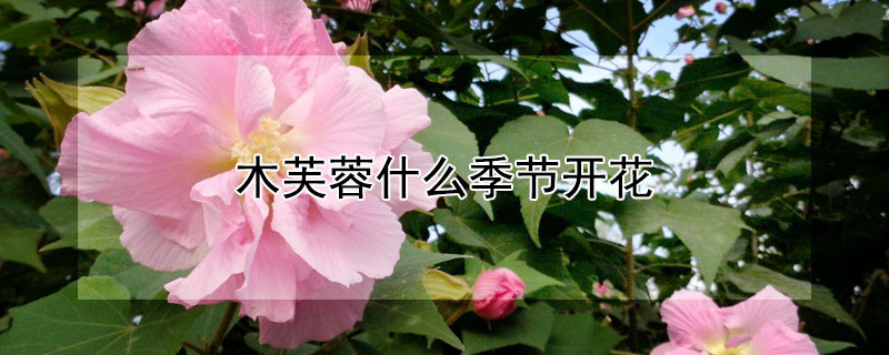 木芙蓉什么季节开花