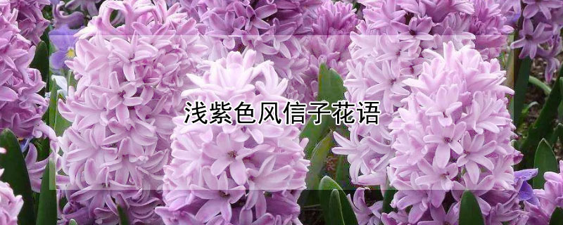 浅紫色风信子花语 紫色风信子花语是什么意思