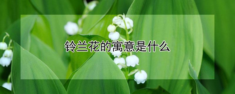 铃兰花的寓意是什么