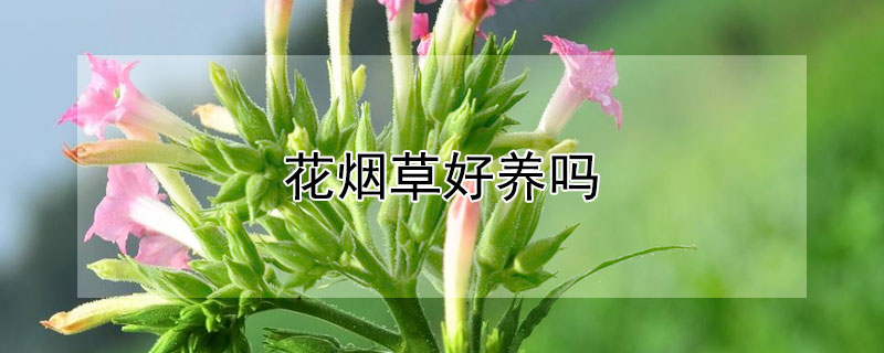 花烟草好养吗 烟可以养花吗