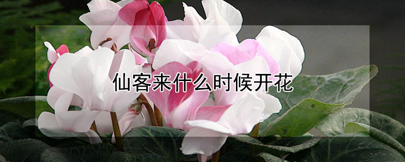 仙客来什么时候开花