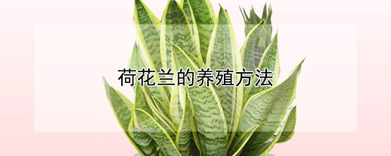 荷花兰的养殖方法