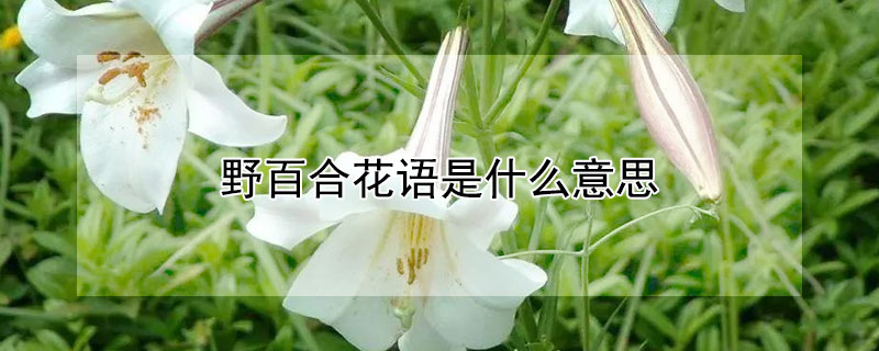 野百合花语是什么意思