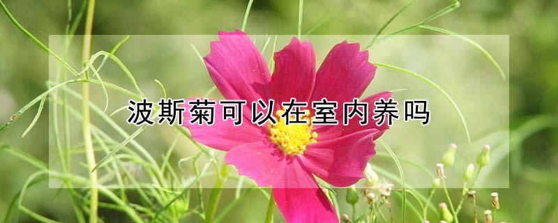 波斯菊可以在室内养吗（波斯菊好不好养）