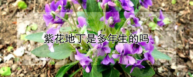 紫花地丁是多年生的吗 紫花地丁是多年生草本植物吗