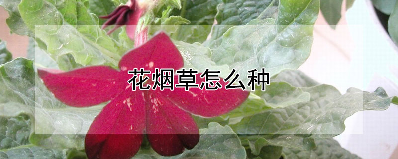 花烟草怎么种 烟草花种植