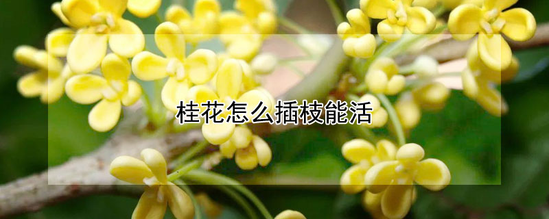 桂花怎么插枝能活