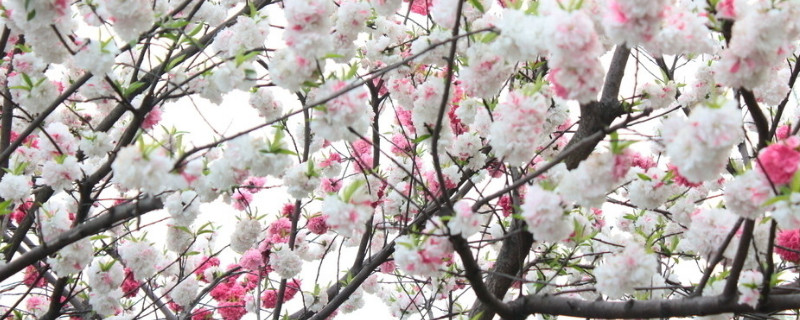 新年桃花树的寓意 桃花树的寓意和象征