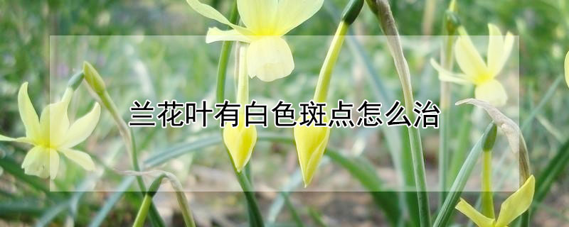 兰花叶有白色斑点怎么治