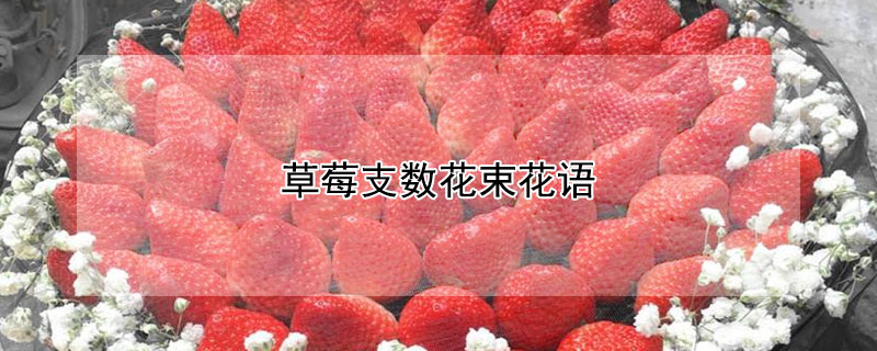 草莓支数花束花语 草莓满天星花束的花语是什么
