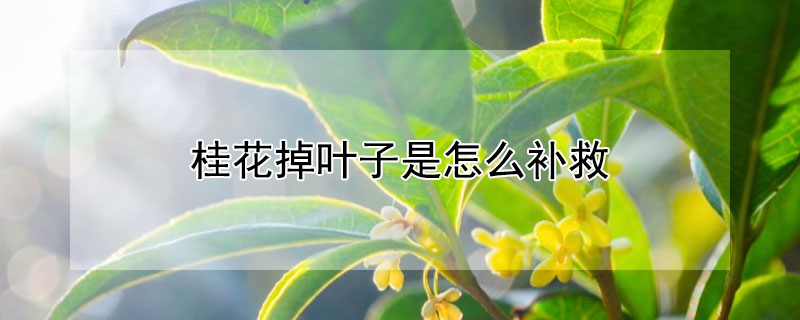 桂花掉叶子是怎么补救（桂花叶子掉光怎样补救）