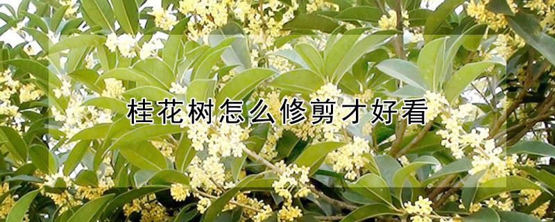 桂花树怎么修剪才好看 桂花树怎么修剪才好看大