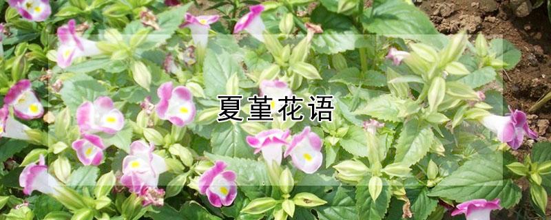 夏堇花语