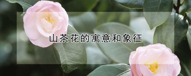 山茶花的寓意和象征