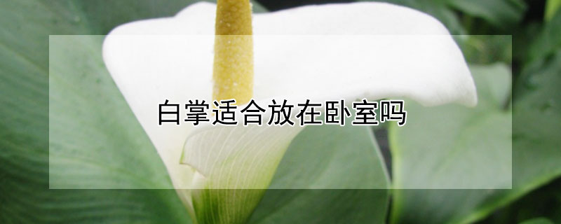 白掌适合放在卧室吗