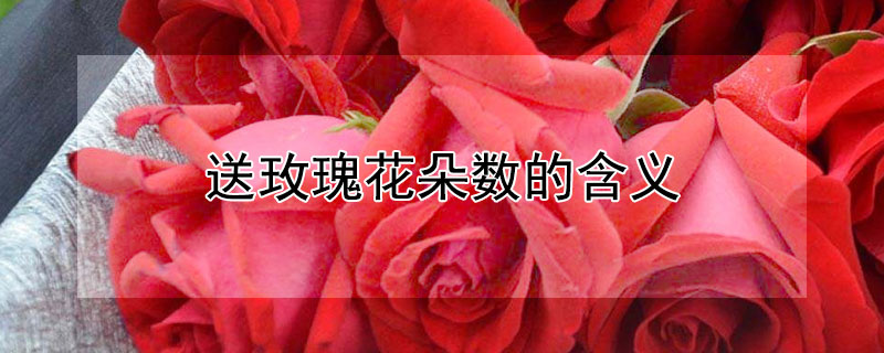 送玫瑰花朵数的含义 送玫瑰花朵数的含义16朵