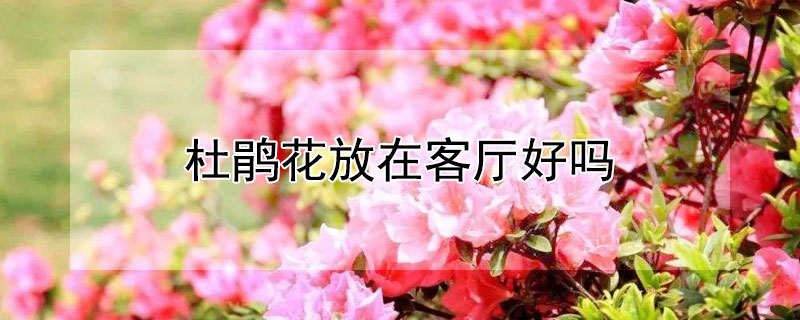 杜鹃花放在客厅好吗