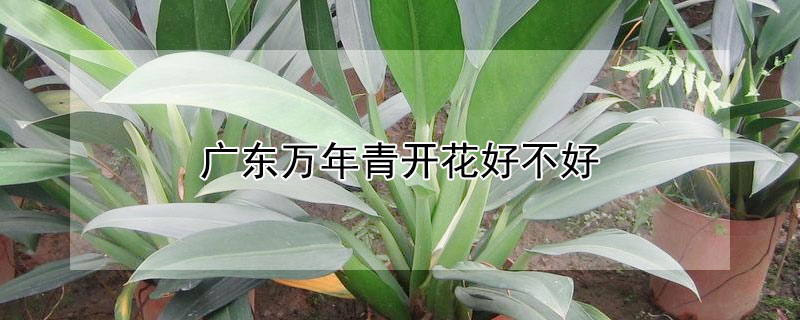 广东万年青开花好不好