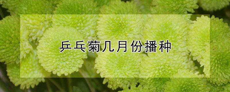 乒乓菊几月份播种（乒乓菊几月份开花）