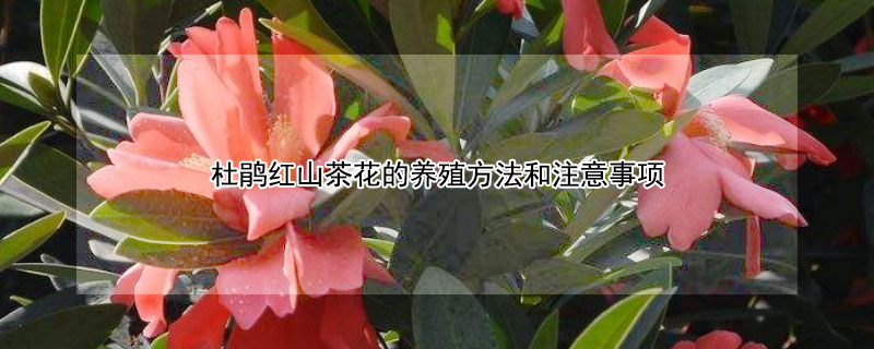 杜鹃红山茶花的养殖方法和注意事项