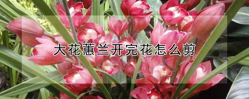 大花蕙兰开完花怎么剪