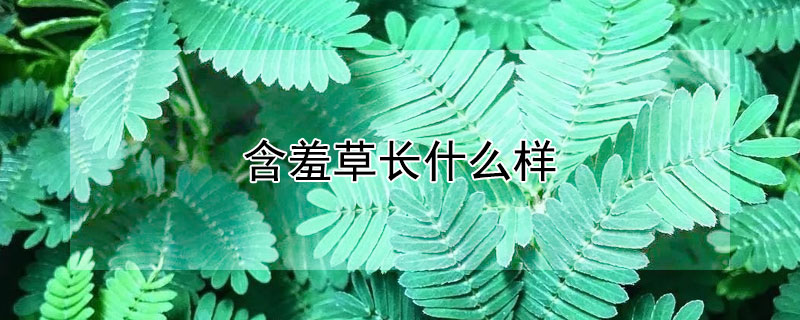 含羞草长什么样（含羞草长什么样有什么特点）