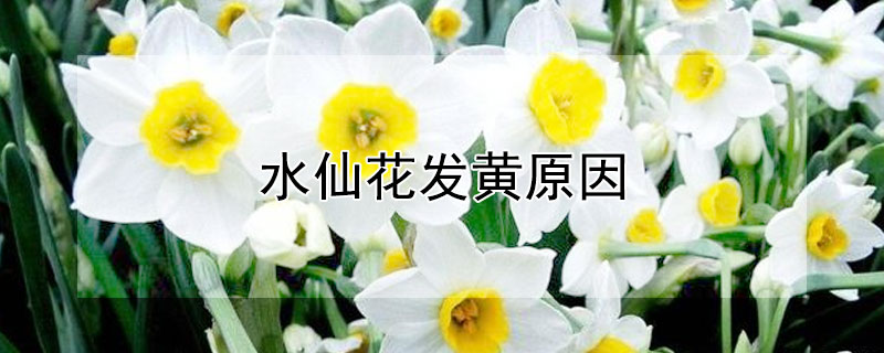 水仙花发黄原因 水仙花发黄什么原因