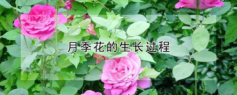 月季花的生长过程（月季花的生长过程手抄报）